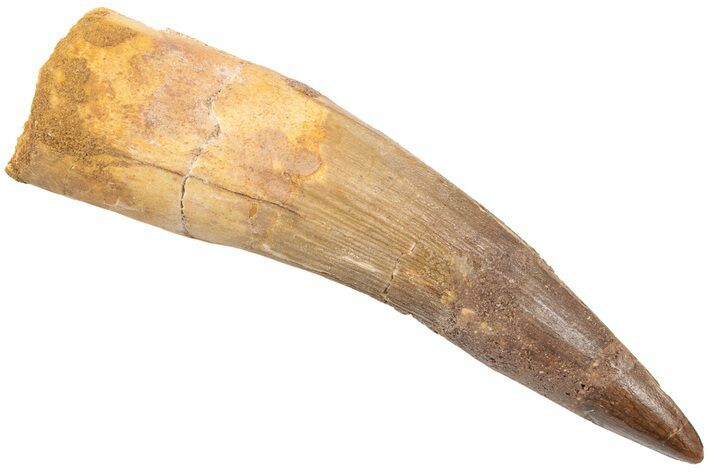 Bargain, Spinosaurus Tooth - Restored Tip #198837